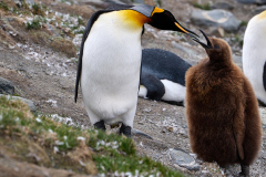 Ettåring som snart är "klar"