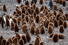 Sydgeorgien, koloni med kungspingviner