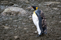 Nästan färdigruggad ettåring som ska klara sig själv nu
