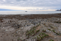 Sydgeorgien, koloni med kungspingviner