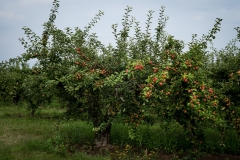 Rörum