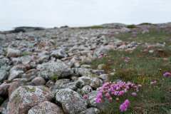 Naturreservatet