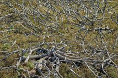 Naturreservatet