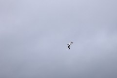 Albatross
