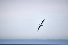Albatross