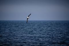 Albatross