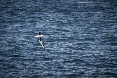 Albatross