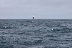 Albatross