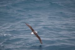 Albatross