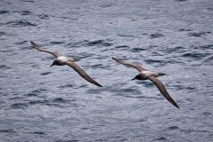 Albatrosser