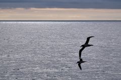 Albatrosser