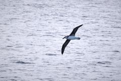 Albatross