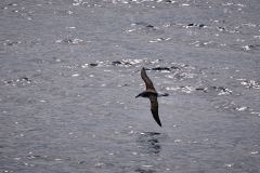 Albatross