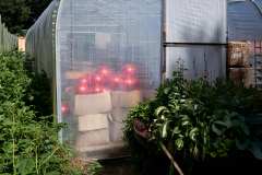 Juni