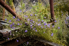 Hinsholmskilen