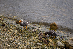 Stanley, Falkland Steamer Ducks