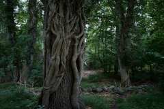 I skogen