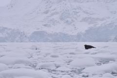 Storsäl, Svitjordbreen