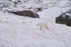Alkehornet, Polarräv