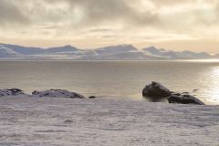 Alkehornet, Polarräv
