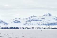 Isbjörn, Nordfjorden