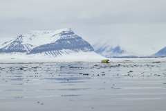 Isbjörn, Nordfjorden