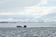 Storsäl, Van Keulenfjorden