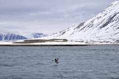 Spetsbergsgrissla