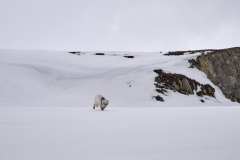 Polarräv, 14:e julifjorden