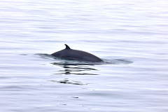 Vikval