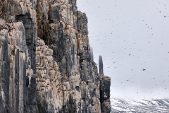 Alkefjellet, en av de största häckningsplatserna på Svalbard