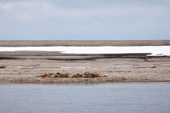Eolusneset, valross