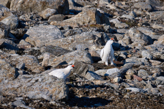 Blomstrandhalvøya, revirbevakande svalbardripor