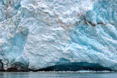 Måsar vid glaciärkanten