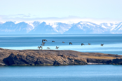 Spetsbergsgrisslor över Isfjorden