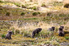 Ny Ålesund, fjällrävungar