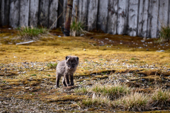 Fjällrävunge, Ny Ålesund