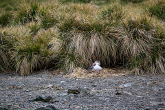 Sydgeorgien, ruvande petrell