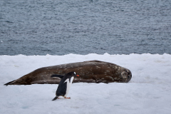 Åsnepingvin och weddellsäl, Mikkelsen Harbour, Sydshetlandsöarna