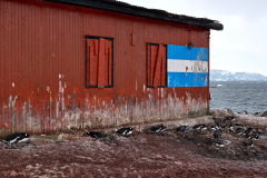 Åsnepingviner, Mikkelsen Harbour, Sydshetlandsöarna