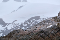 Hakbandspingviner, Cierva Cove, Sydshetlandsöarna