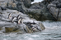 Hakbandspingviner, Cierva Cove, Sydshetlandsöarna