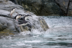 Hakbandspingviner, Cierva Cove, Sydshetlandsöarna