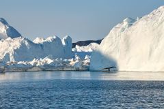 Ilulissat, Isfjorden, knölval