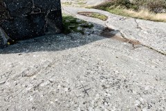 Hvinge hør Danmark til